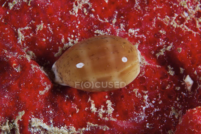 Cowrie shell on red sponge — Stock Photo