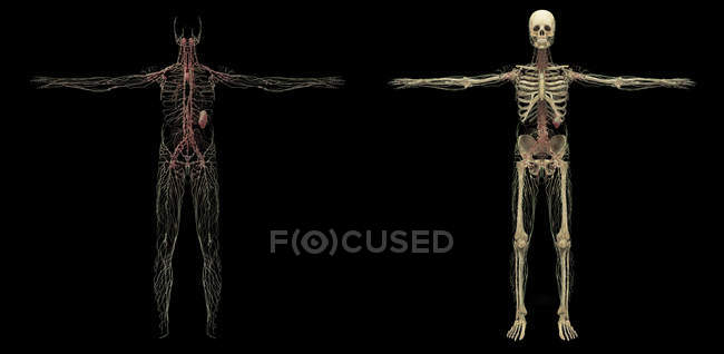 Rendu 3D du système lymphatique humain sur fond noir — Photo de stock