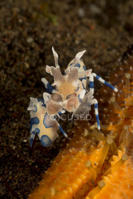 Blue and white harlequin shrimp on orange sea star, Indonesia — Stock Photo