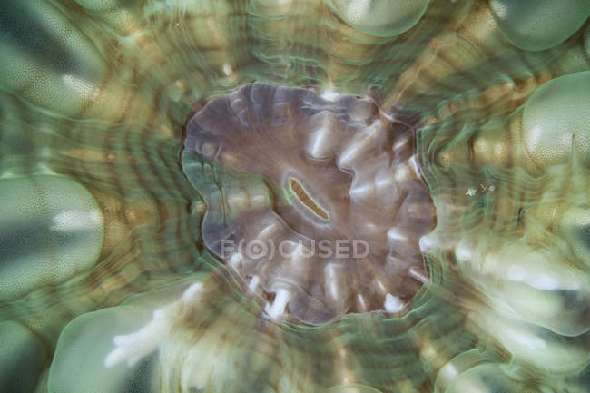 Mouth of large coral polyp — Stock Photo