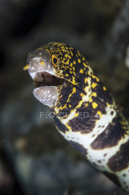 Snowflake moray eel closeup headshot — Stock Photo