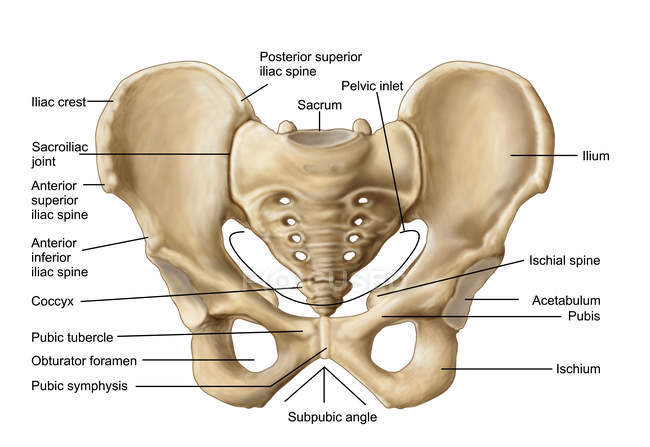 Anatomy of human pelvic bone with labels — three ...