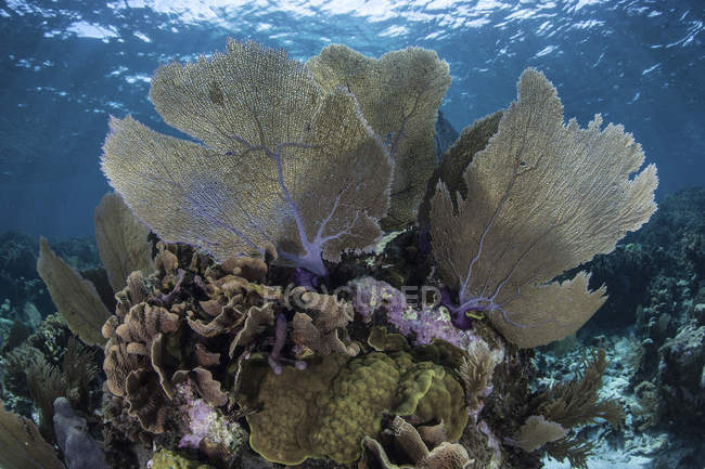 Coloridos gorgonianos en aguas poco profundas - foto de stock