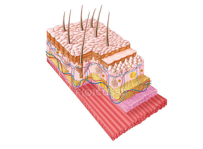 Ilustración médica de la anatomía de la piel humana - foto de stock