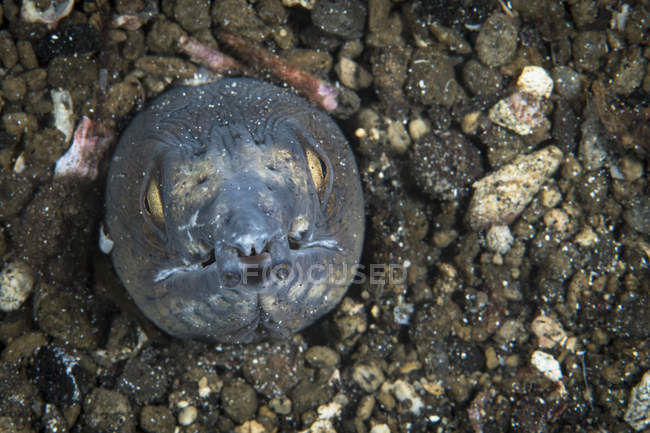 Anguilla serpente sella nera — Foto stock