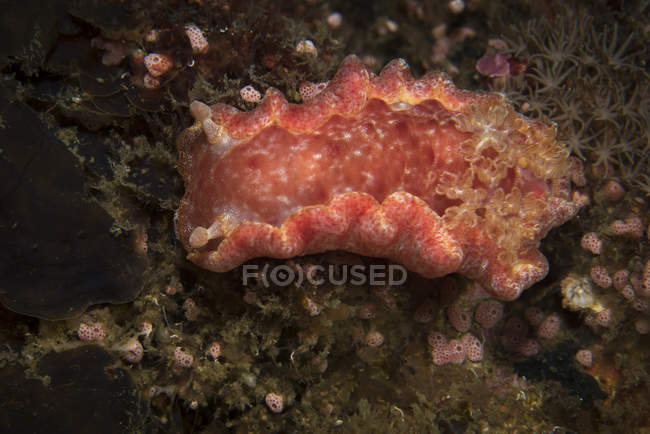 Espanhol dançarino nudibranch — Fotografia de Stock