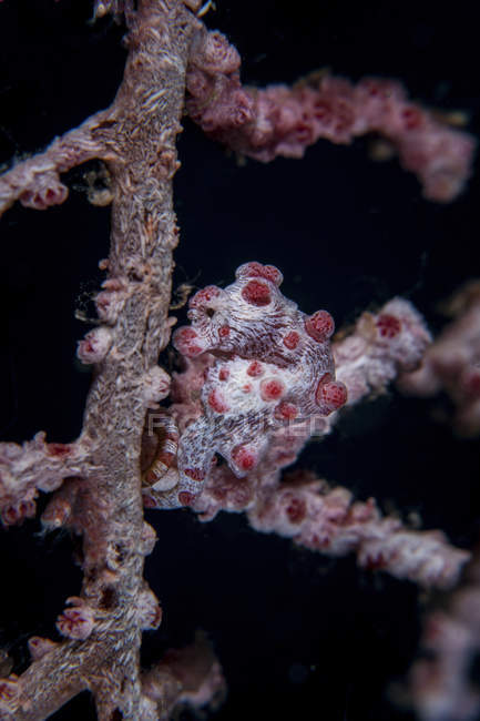 Cavalluccio marino pigmeo che imita l'ospite gorgonese — Foto stock