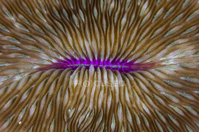 Funghi corallo primo piano colpo — Foto stock