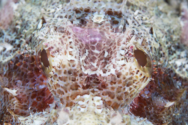Colorido scorpionfish primer plano headshot - foto de stock