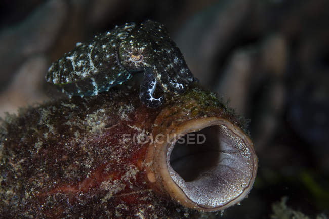 Морські лілії каракатиці на великі tunicate — стокове фото