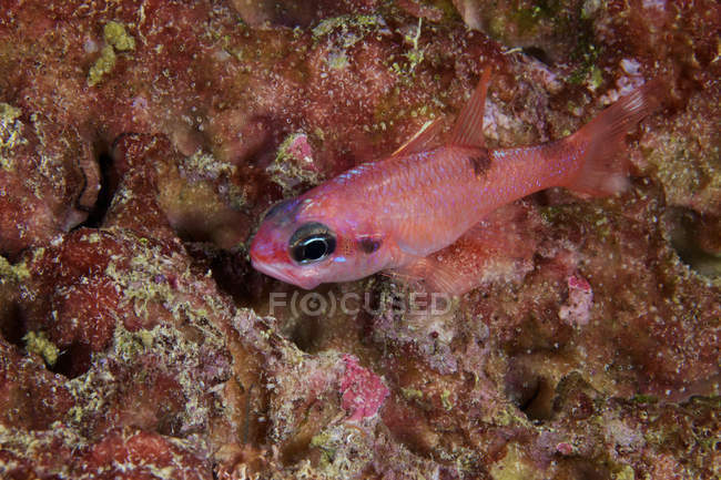 Primo piano di Mimic Cardinalfish — Foto stock