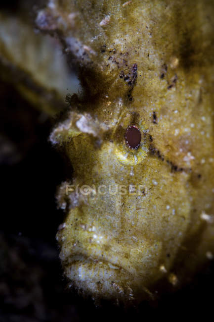 Leaf scorpionfish closeup shot — Stock Photo