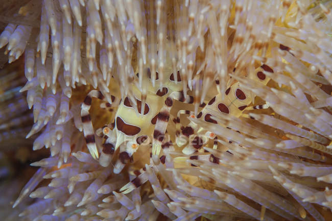 Par de camarões Coleman em urchin fogo — Fotografia de Stock