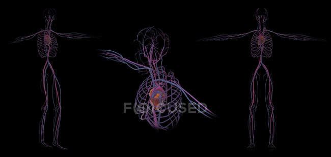 Representación 3D del sistema circulatorio humano sobre fondo negro - foto de stock