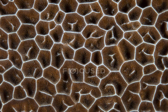 Colonia di corallo primo piano colpo — Foto stock