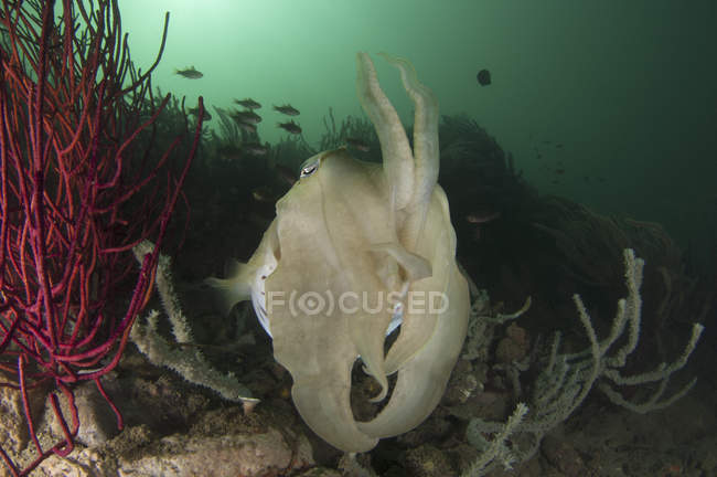 Broadclub cuttlefish in dark water — Stock Photo