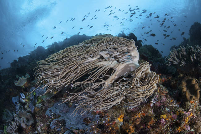 Starke Strömung schwankende Korallen — Stockfoto