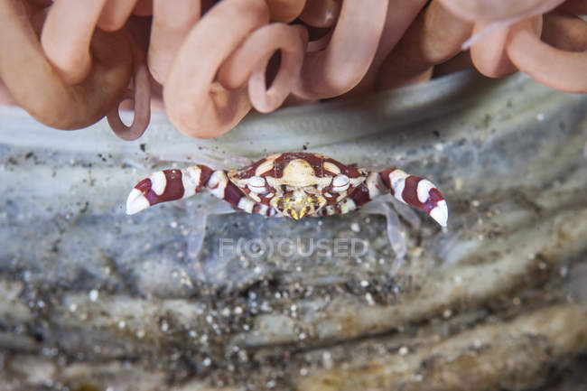 Granchio nuotatore arlecchino su tubo anemone — Foto stock