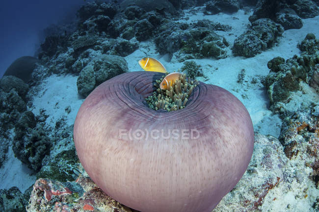 Clownfish rose nageant au-dessus de l'anémone — Photo de stock