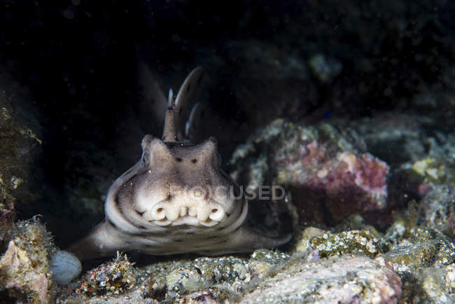 Tiburón cuerno en el fondo del mar - foto de stock