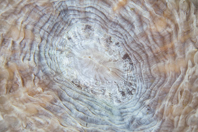 Bouche de grand polype corallien — Photo de stock