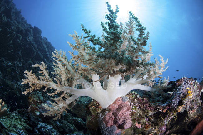 Colonie de corail mou sur le récif — Photo de stock