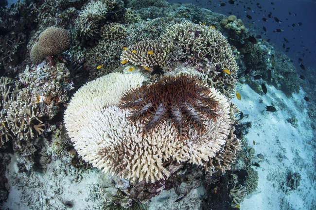 Copa-de-espinhos estrela-do-mar em corais de mesa — Fotografia de Stock