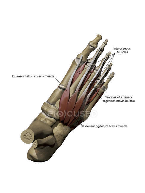 Стопа со спинными промежуточными мышцами и костной структурой с аннотациями — стоковое фото
