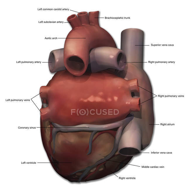 Anatomie cardiaque humaine avec annotations — Photo de stock