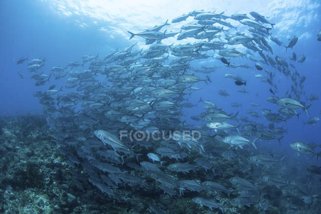 Escola de Bigeye Jacks nadando sobre recifes — Fotografia de Stock