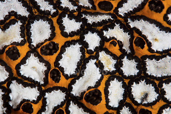 Colonial tunicate closeup shot — Stock Photo