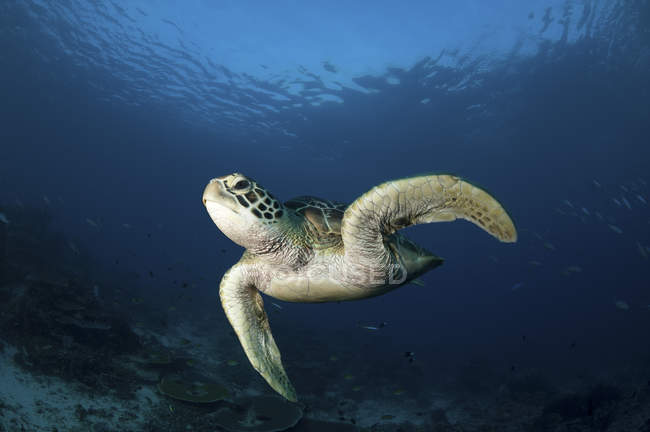 Grüne Schildkröte schwimmt im blauen Wasser — Stockfoto