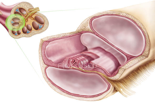 Ilustración médica de la endolinfa en el laberinto membranoso del oído interno - foto de stock