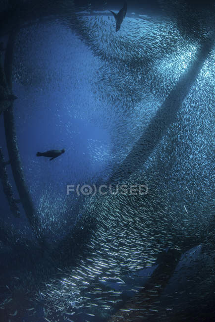Leoni marini a caccia in branchi di pesci esca — Foto stock