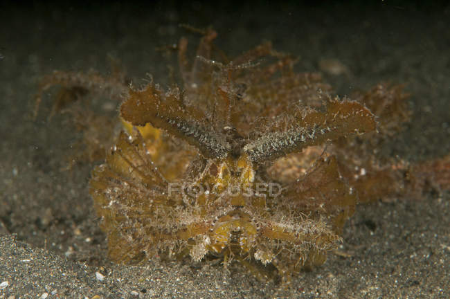 Cordeiro verde escorpionfish close-up tiro — Fotografia de Stock