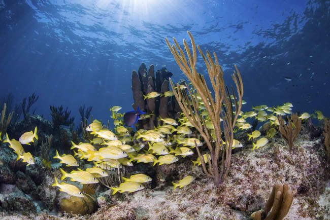 Риба шкільної освіти над Карибська рифова — стокове фото