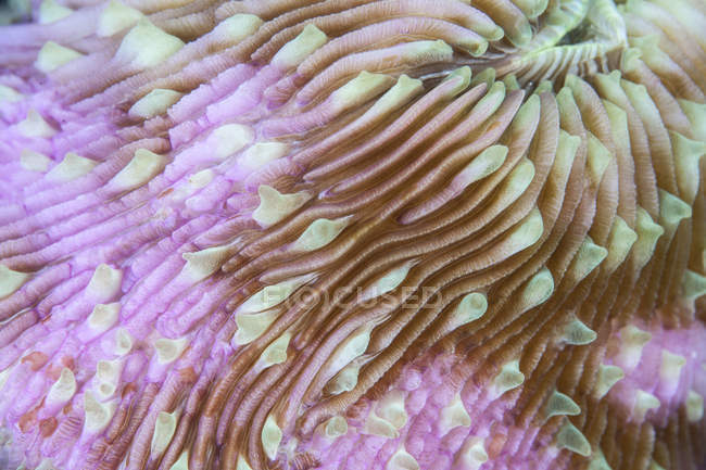 Colorful mushroom coral surface — Stock Photo