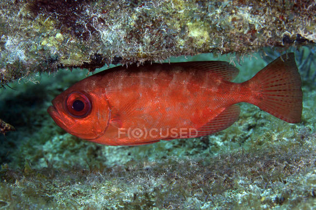 Ojo Grande rojo flotando bajo los arrecifes de coral - foto de stock