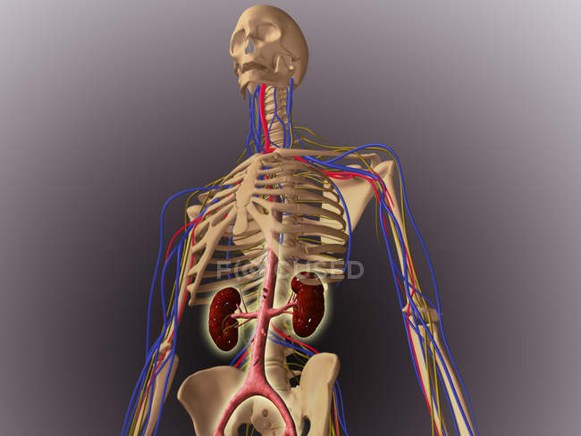 Squelette humain montrant les reins et le système nerveux — Photo de stock