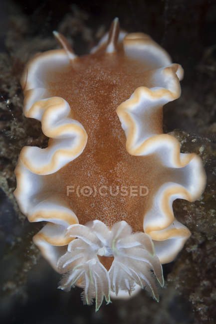 Glossodoris rufomarginatus nudibranquio - foto de stock