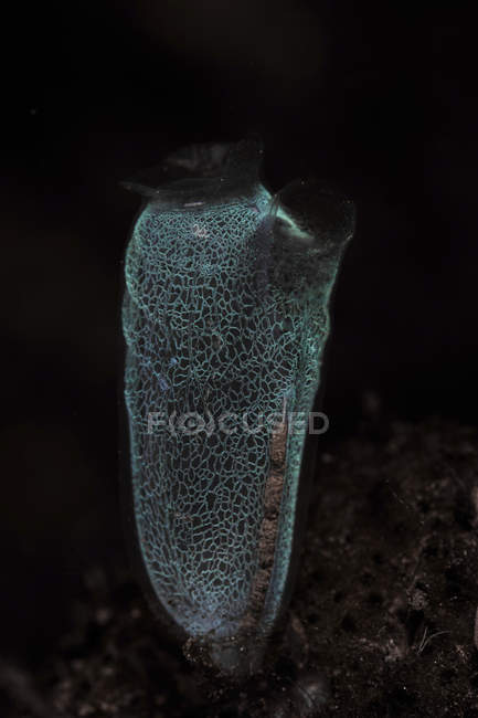 Делікатний tunicate Комодо Національний парк — стокове фото