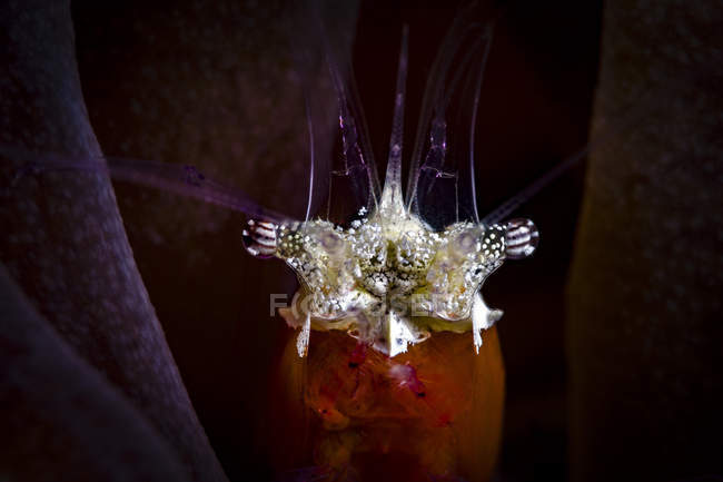 Съемка грибных коралловых креветок — стоковое фото