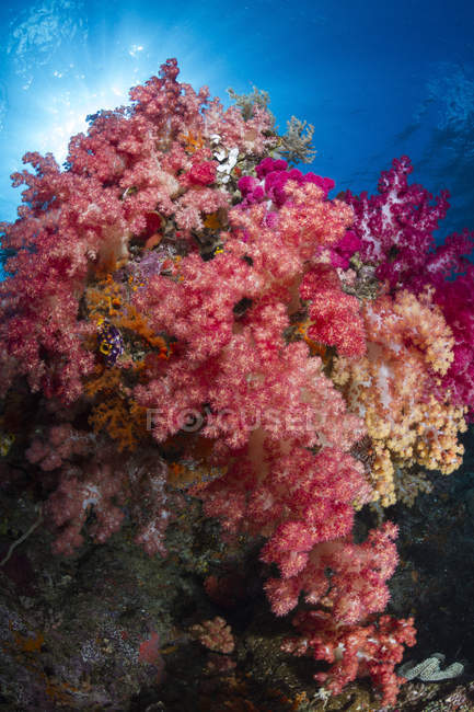 Мягкие кораллы в Раджа Ампат — стоковое фото