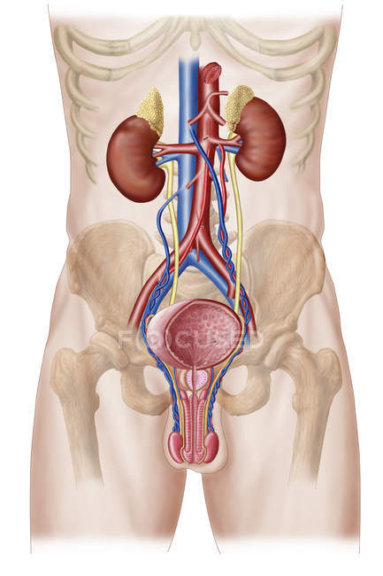 Anatomía del sistema urinario masculino - foto de stock
