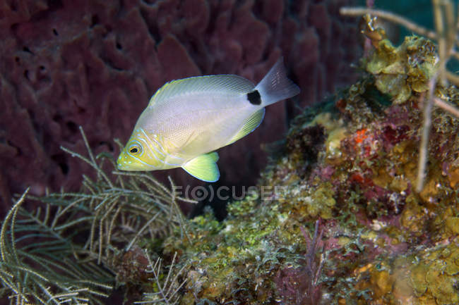 Hameau au beurre nageant par récif corallien — Photo de stock