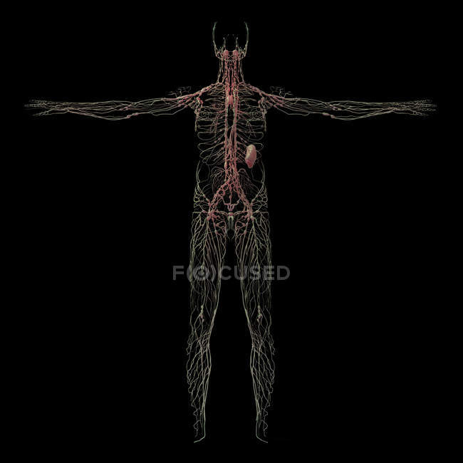 3D-Darstellung des menschlichen Lymphsystems auf schwarzem Hintergrund — Stockfoto