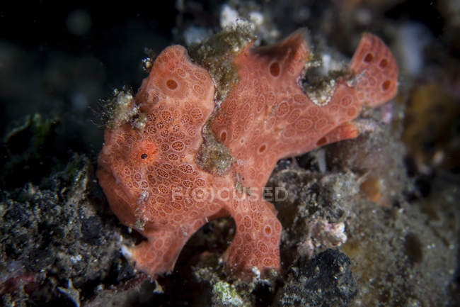 Camouflaged frogfish on reef in Lembeh Strait, Indonesia — Stock Photo