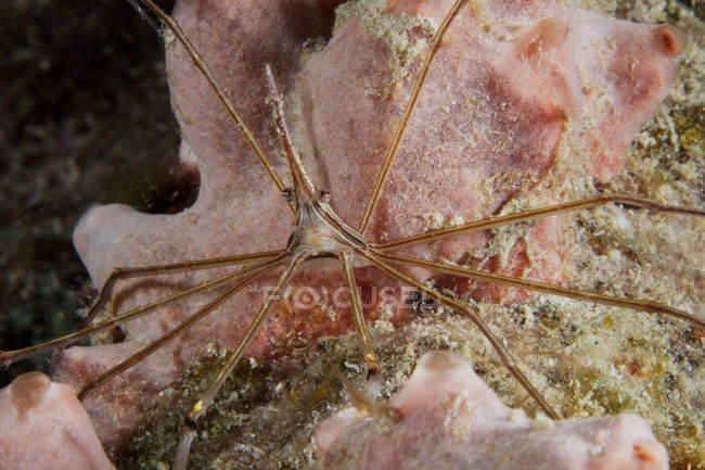 Arrow crab carrying eggs — Stock Photo