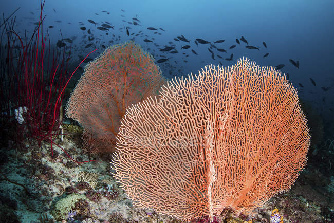 Sea fans and fish on coral reef — Stock Photo