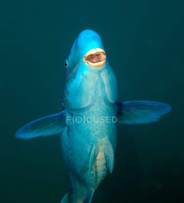 Blue Parrotfish swimming up — Stock Photo